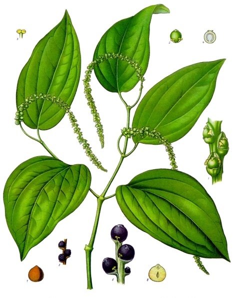 XIX-wieczna ilustracja botaniczna pieprzu czarnego